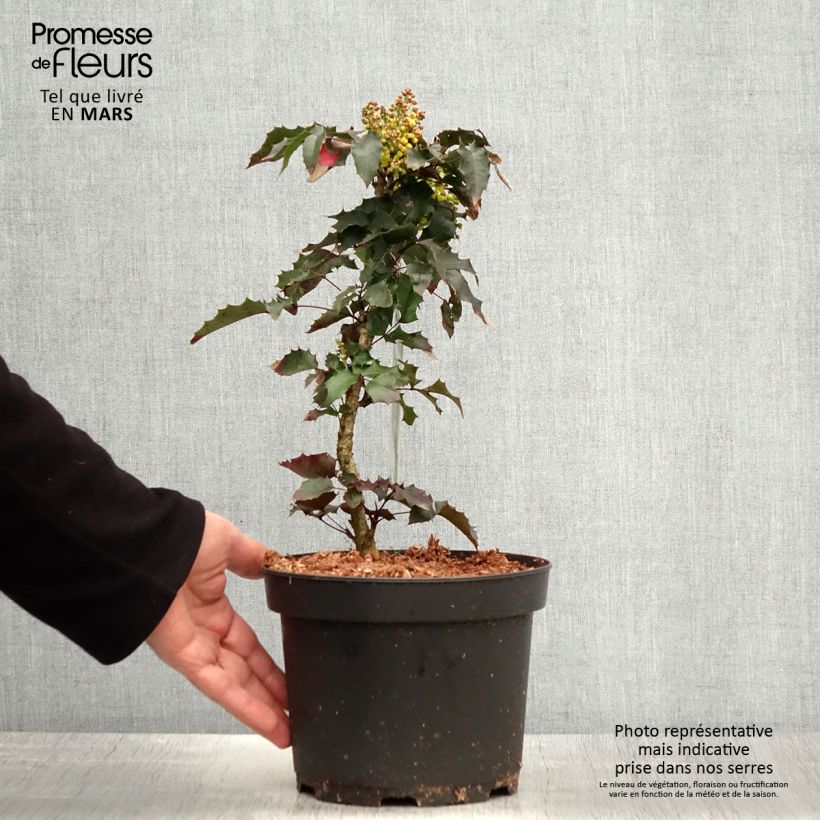 Mahonia aquifolium Vaso da 2L/3L esemplare consegnato in primavera