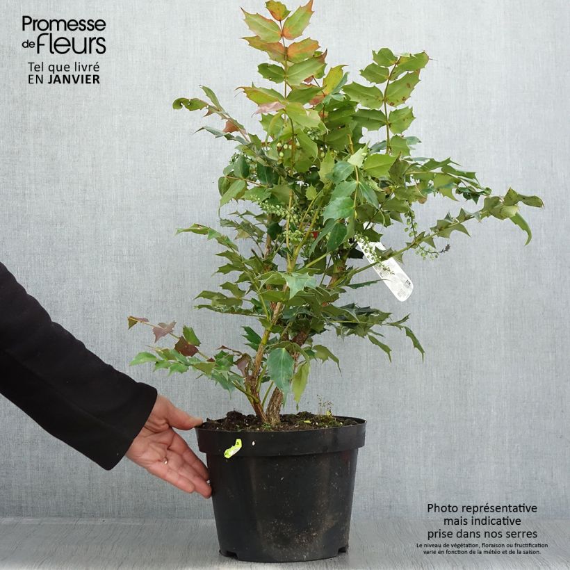 Mahonia bealei - Crespino di Beale Vaso da 7,5L/10L esemplare consegnato in inverno