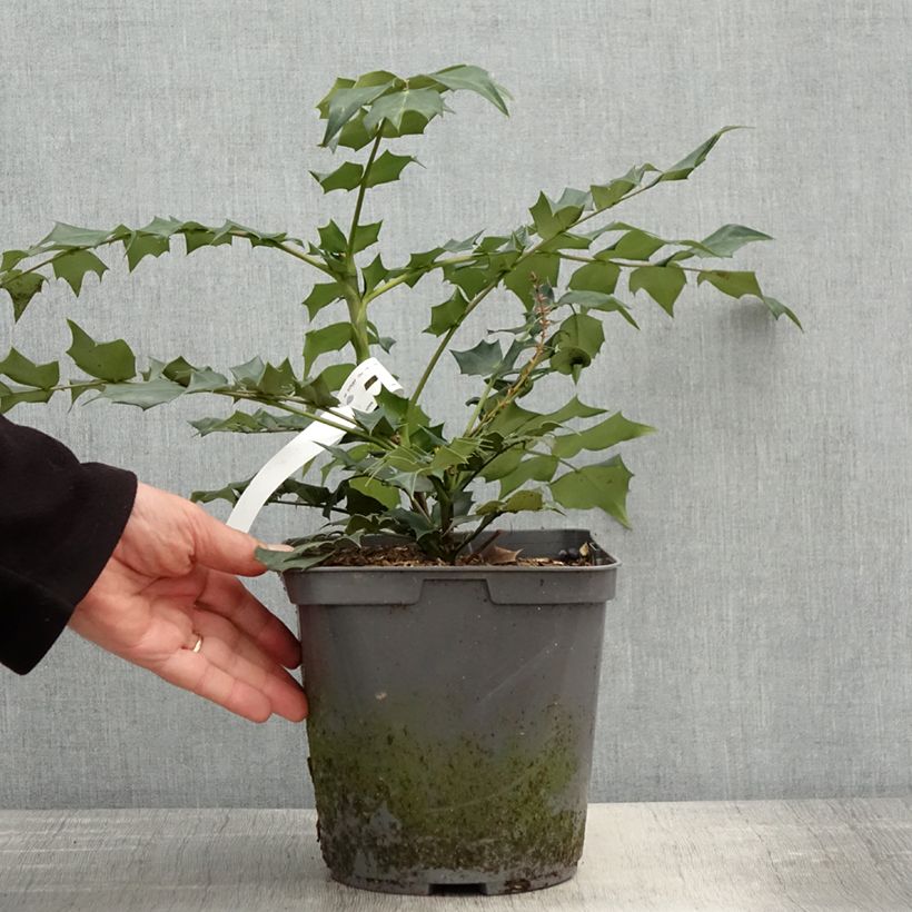 Mahonia bealei - Crespino di Beale Vaso da 3L/4L esemplare consegnato in primavera