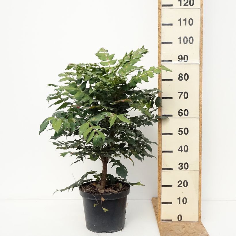 Esemplare di Mahonia bealei - Crespino di Beale Vaso da 7,5L/10L come consegnato in autunno