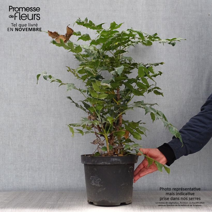 Esemplare di Mahonia japonica Hivernant Vaso da 7,5L/10L come consegnato in autunno