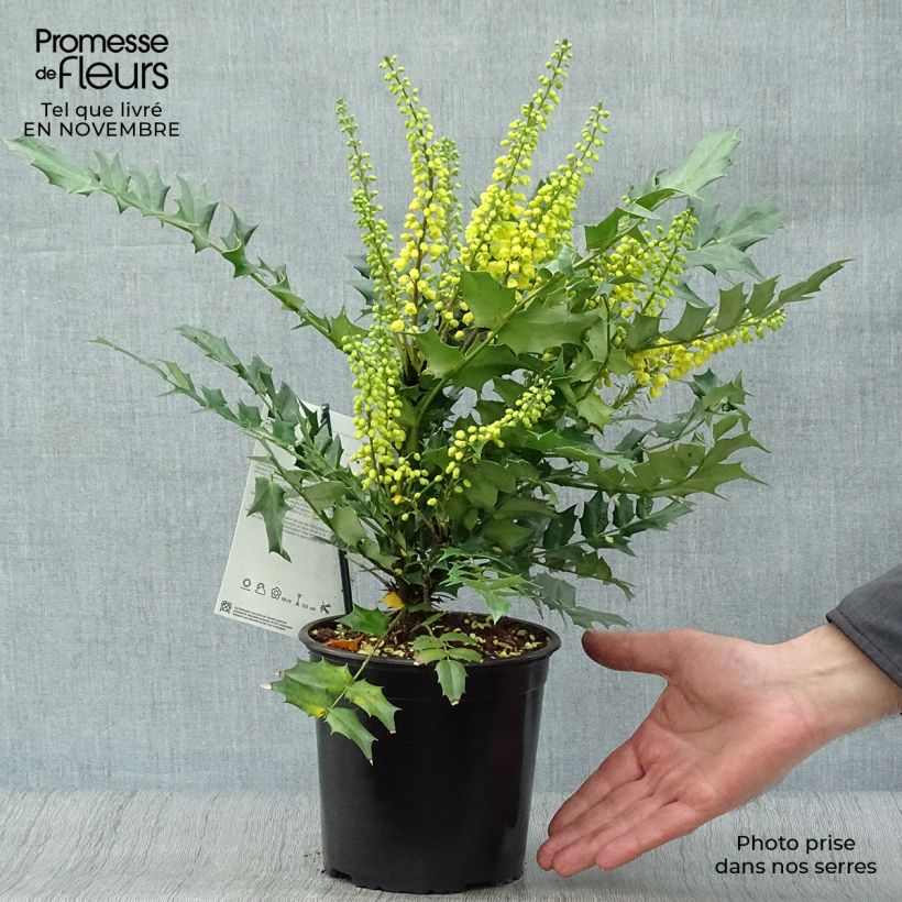 Esemplare di Mahonia media Charity Vaso da 2L/3L come consegnato in autunno