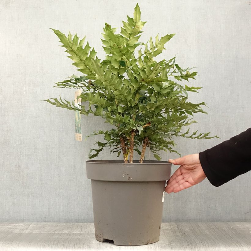 Esemplare di Mahonia media Winter Sun Vaso da 7,5L/10L come consegnato in autunno
