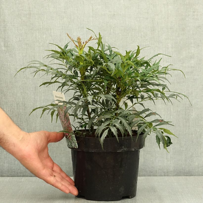Esemplare di Mahonia Meteor Vaso da 3L/4L consegnato in estate