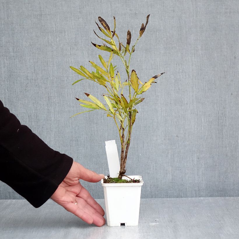 Esemplare di Mahonia sinensis Vasetto da 8/9 cm come consegnato in autunno