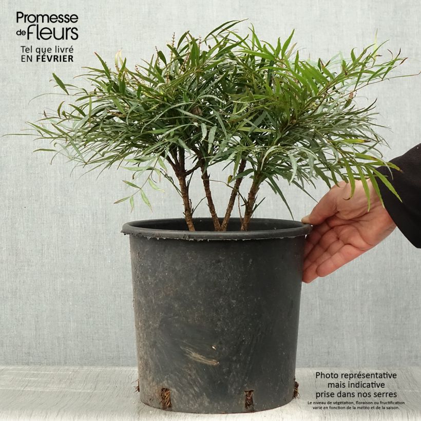 Mahonia eurybracteata Soft Caress Vaso da 7,5L/10L esemplare consegnato in inverno