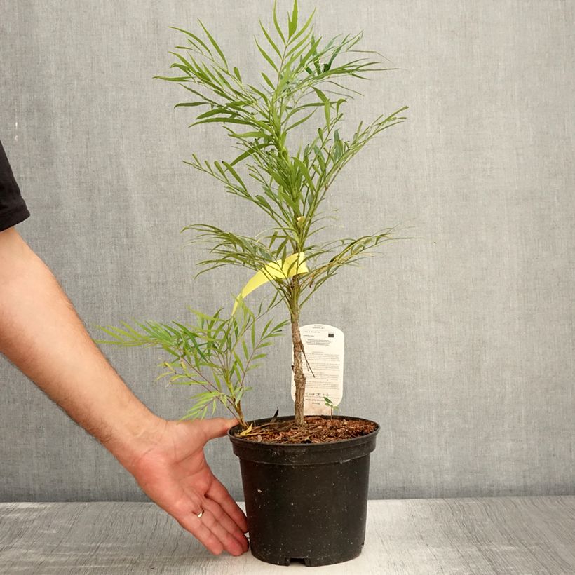 Esemplare di Mahonia eurybracteata Soft Caress Vaso da 3L/4L consegnato in estate