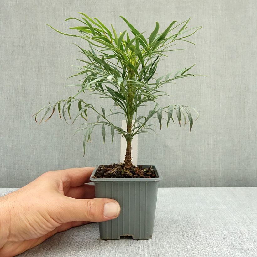 Esemplare di Mahonia eurybracteata Soft Caress Vasetto da 8/9 cm consegnato in estate
