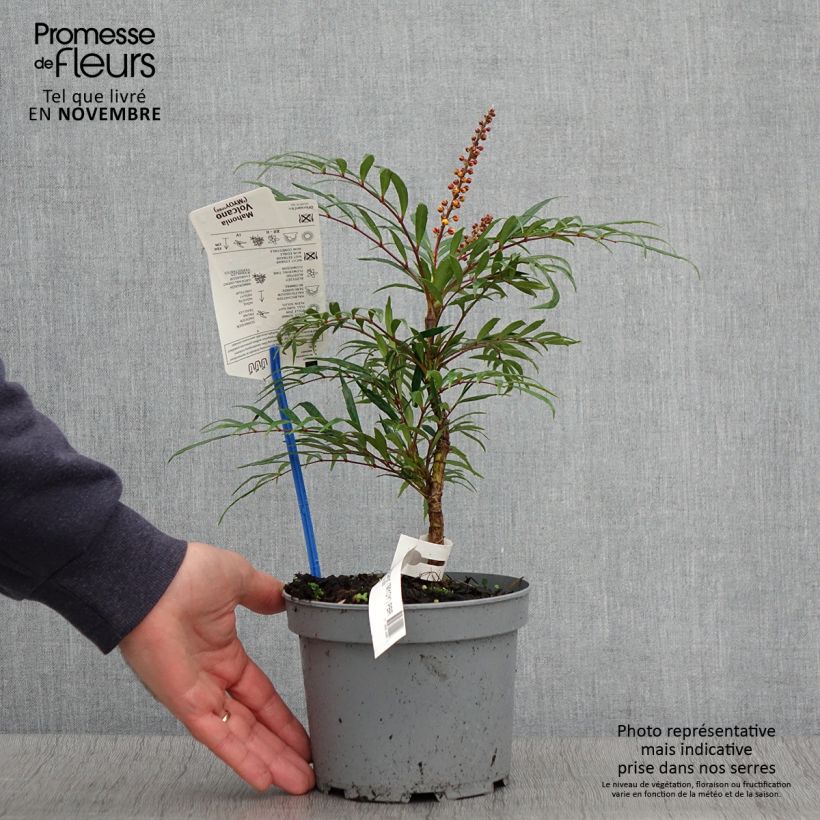 Esemplare di Mahonia eurybracteata Volcano Vaso da 2L/3L come consegnato in autunno