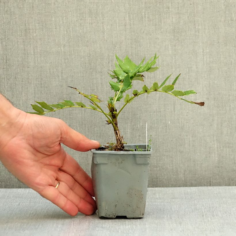 Esemplare di Mahonia media Charity Vasetto da 8/9 cm consegnato in estate