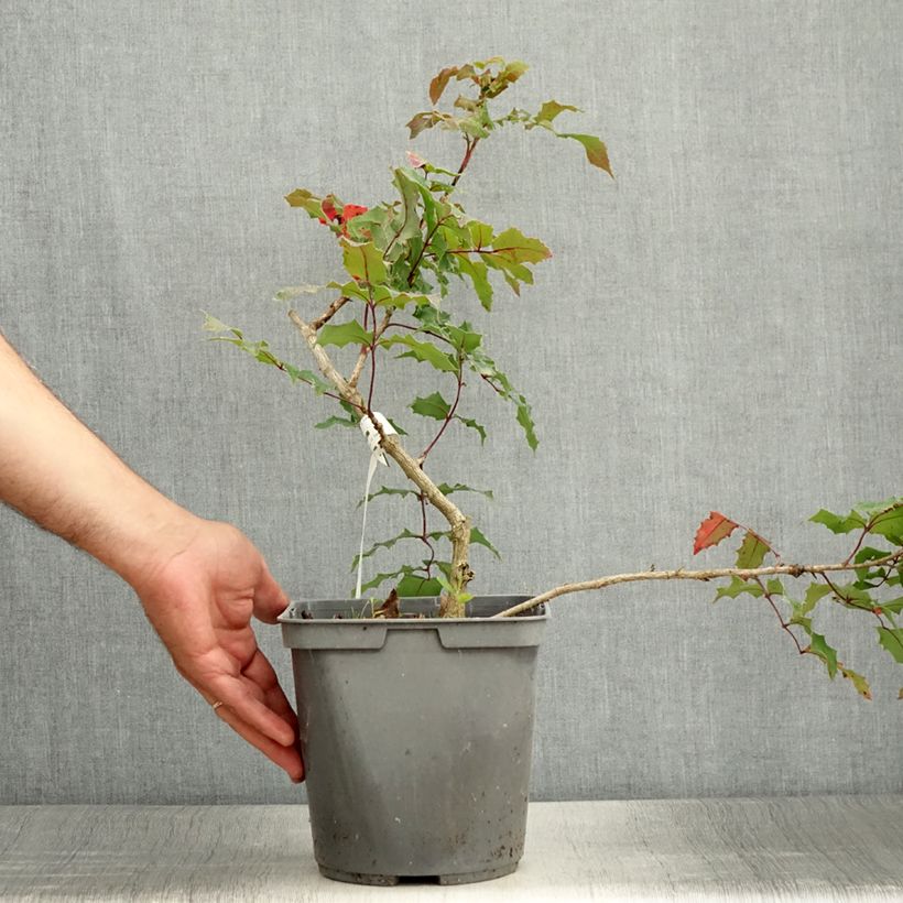 Esemplare di Mahonia wagneri Fireflame Vaso da 4L/5L consegnato in estate