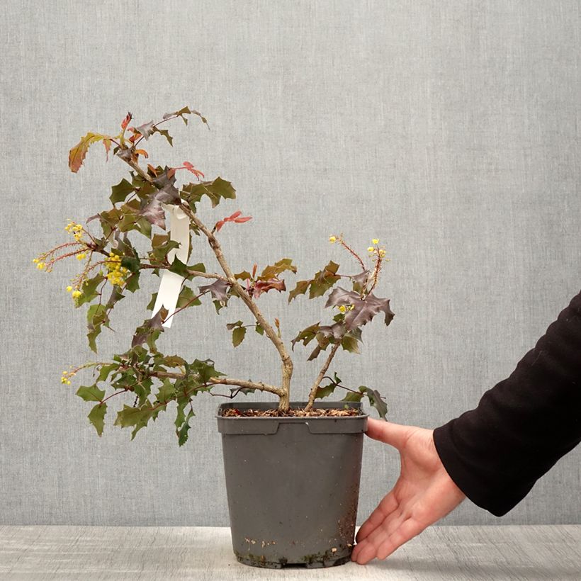 Mahonia wagneri Fireflame Vaso da 4L/5L esemplare consegnato in primavera