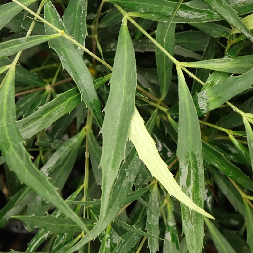 Mahonia eurybracteata Sweet Winter (Fogliame)