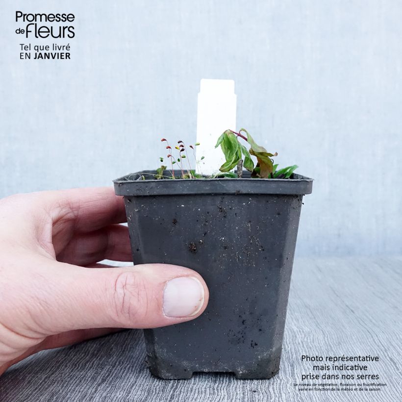 Maianthemum bifolium - Gramigna di Parnasso Vasetto da 8/9 cm esemplare consegnato in inverno