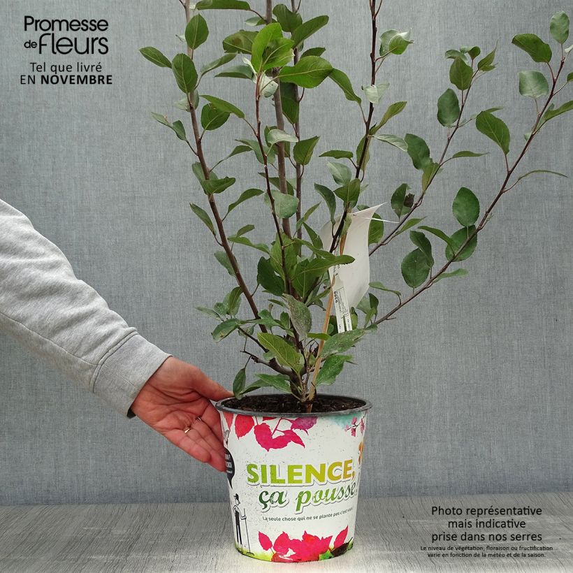Esemplare di Malus transitoria Appletini Gulliver - Melo ornamentale Vaso da 4L/5L come consegnato in autunno