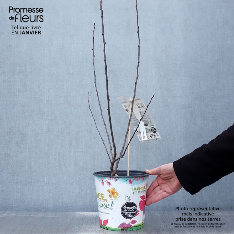 Malus transitoria Appletini Gulliver - Melo ornamentale Vaso da 4L/5L esemplare consegnato in inverno