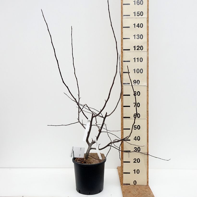 Esemplare di Malus Brandy Magic - Melo da fiore Vaso da 12L/15L come consegnato in autunno