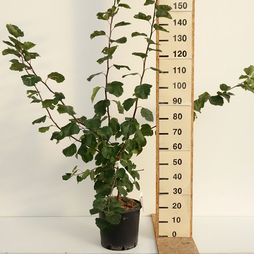 Esemplare di Malus Brandy Magic - Melo da fiore Vaso da 12L/15L consegnato in estate