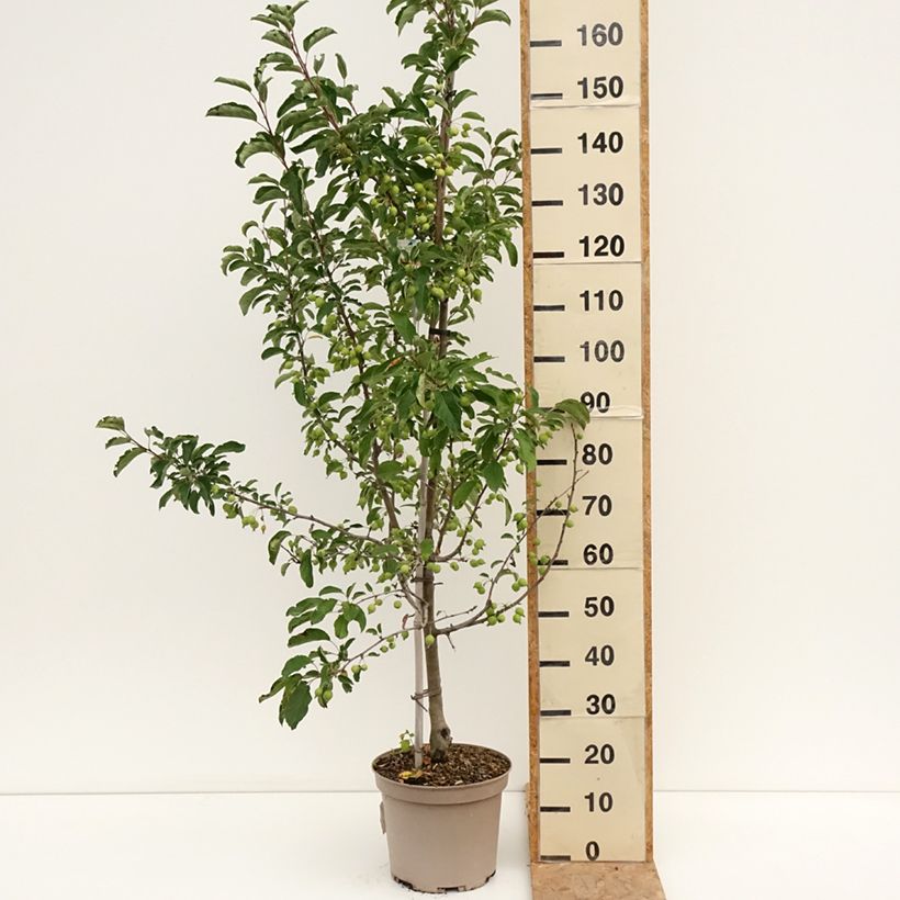 Esemplare di Malus Comtesse De Paris - Melo da fiore Vaso da 7,5L/10L consegnato in estate