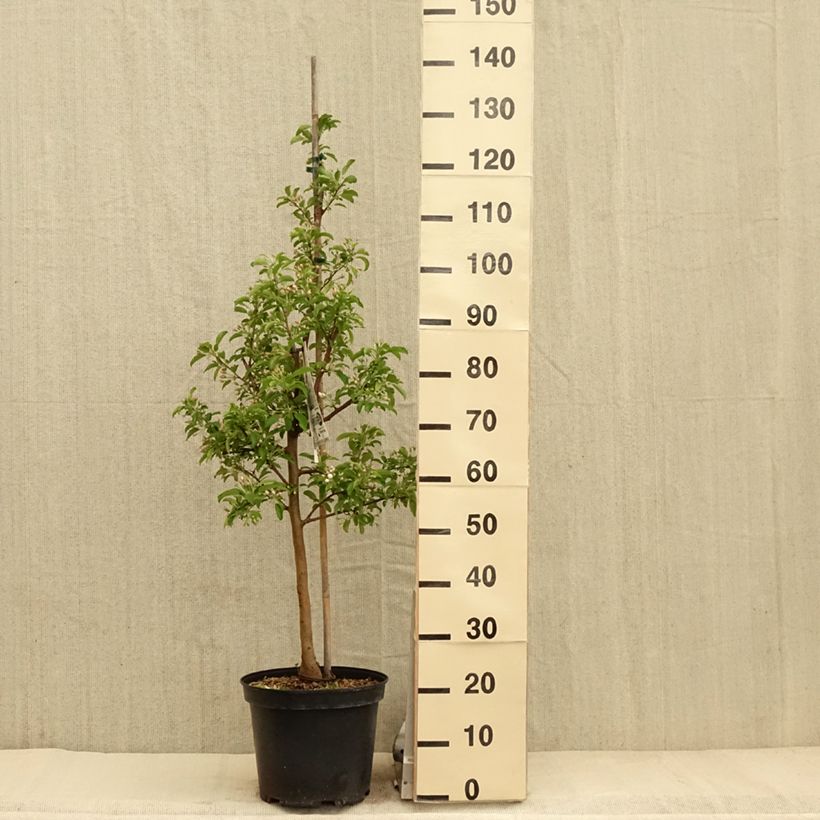 Malus Comtesse De Paris - Melo da fiore Vaso da 7,5L/10L, Fuso esemplare consegnato in primavera