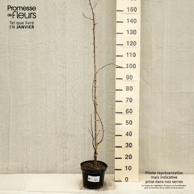 Malus robusta Yellow Siberian - Melo da fiore Vaso da 12L/15L esemplare consegnato in inverno