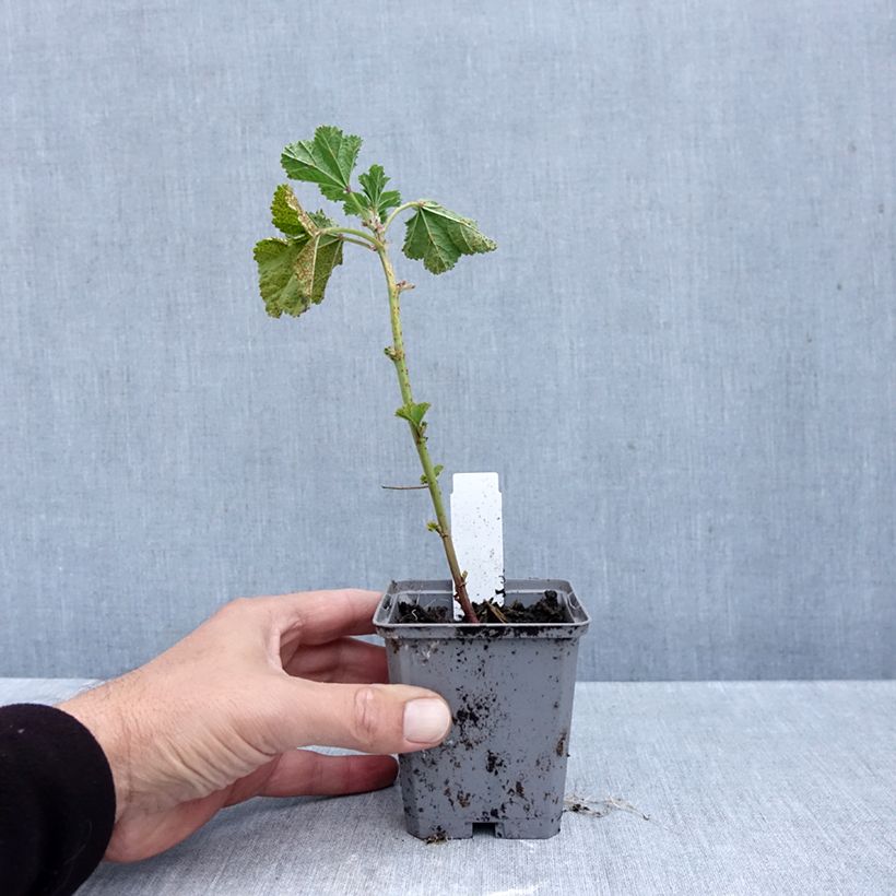 Esemplare di Malva sylvestris Zebrina Blue - Malva selvatica Vasetto da 8/9 cm come consegnato in autunno