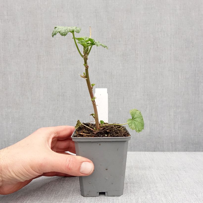 Malva sylvestris Zebrina Blue - Malva selvatica Vasetto da 8/9 cm esemplare consegnato in inverno