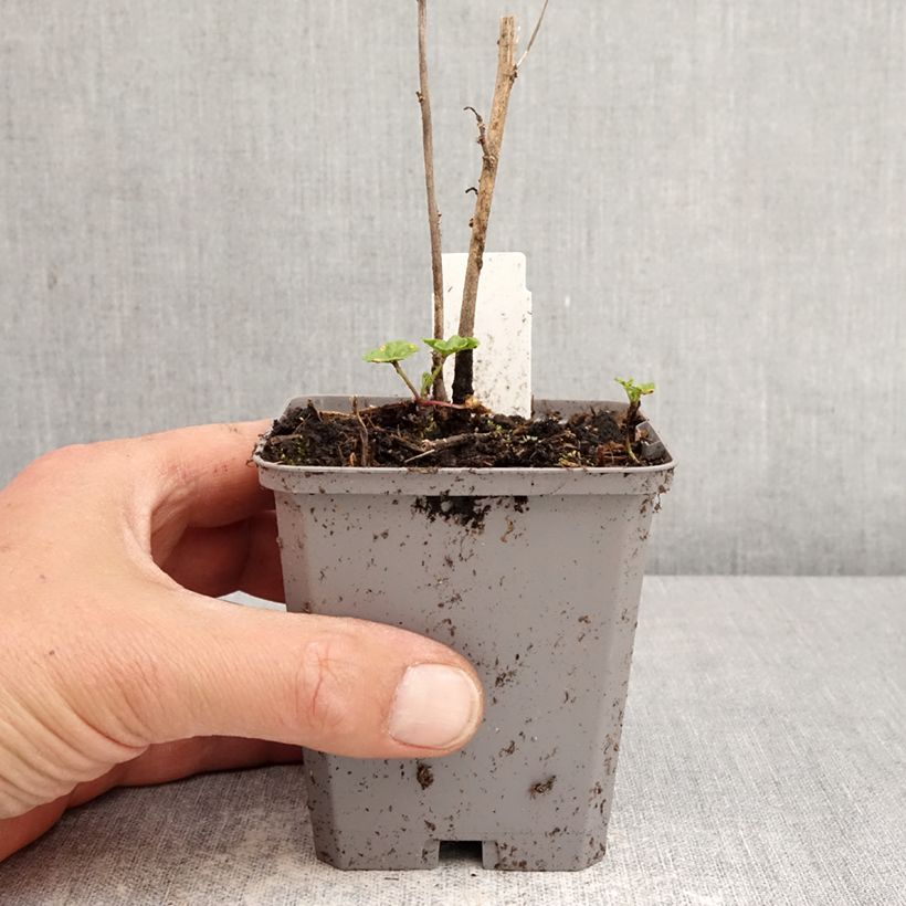 Malva sylvestris Zebrina Blue - Malva selvatica Vasetto da 8/9 cm esemplare consegnato in primavera