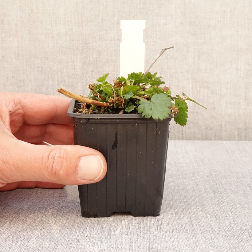 Malvastrum lateritium Vasetto da 8/9 cm esemplare consegnato in primavera