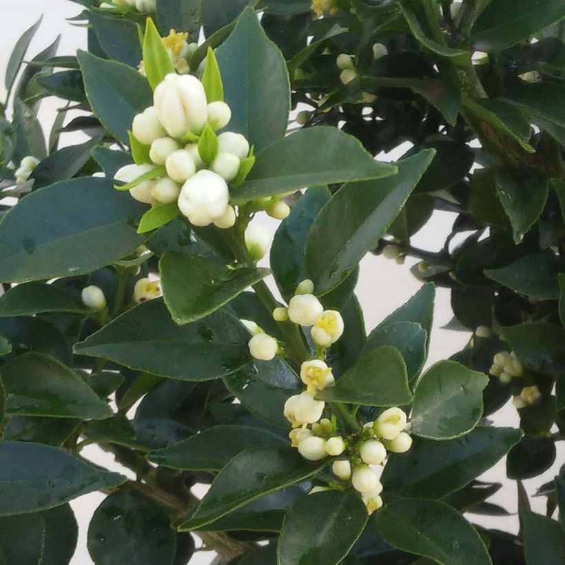 Citrus aurantium var. myrtifolia - Chinotto (Fioritura)