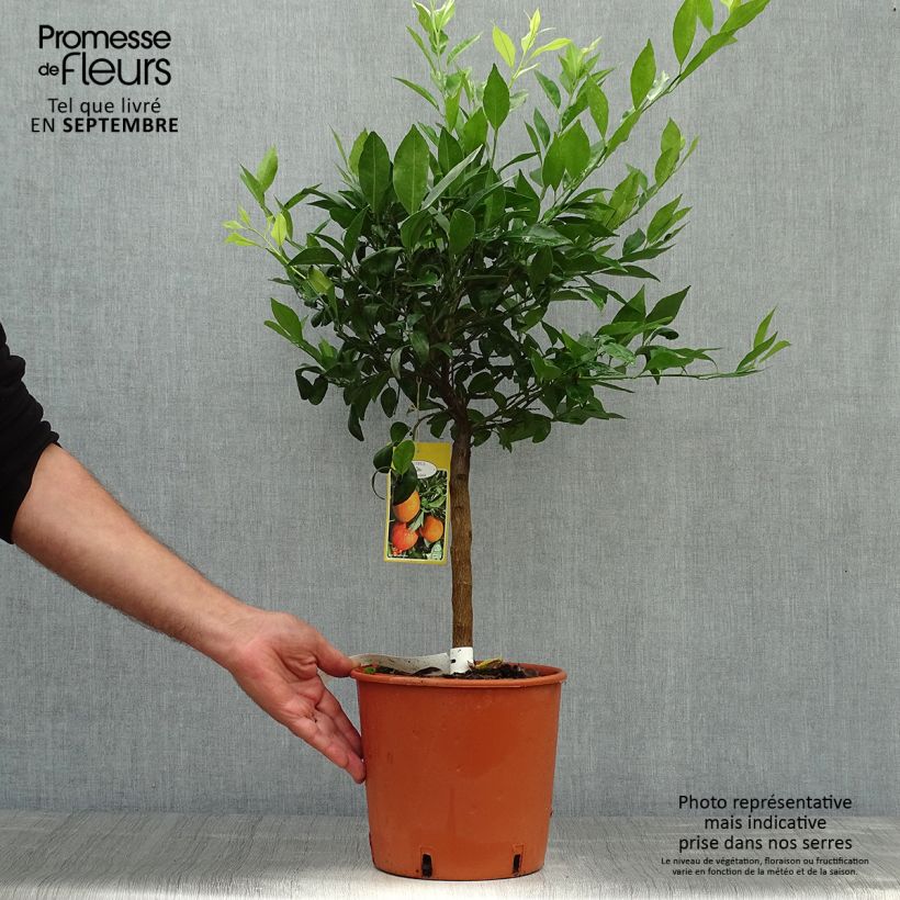 Esemplare di Citrus reticulata Keraji - Mandarino Vaso da 2L/3L, A cespuglio come consegnato in autunno
