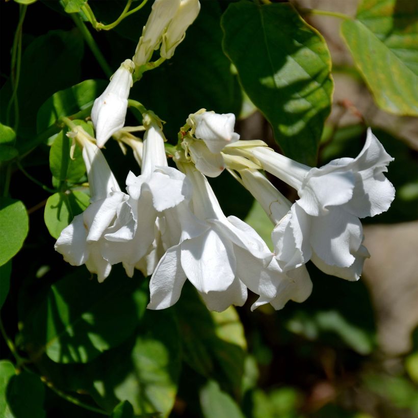 Mandevilla laxa - Gelsomino del Cile (Fioritura)