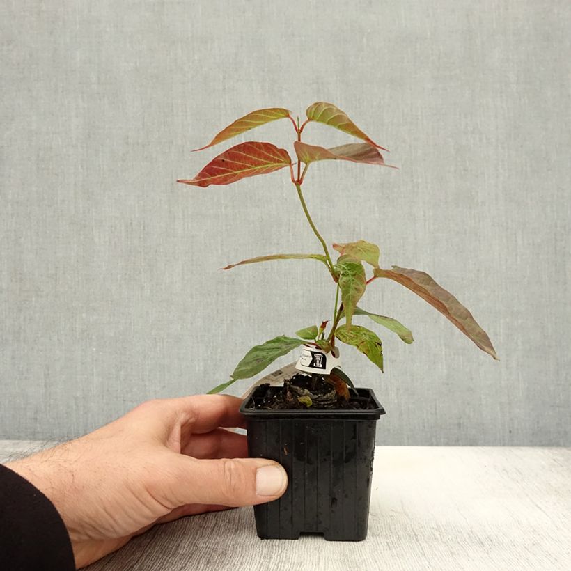 Esemplare di Mandevilla laxa - Gelsomino del Cile Vasetto da 8/9 cm come consegnato in autunno