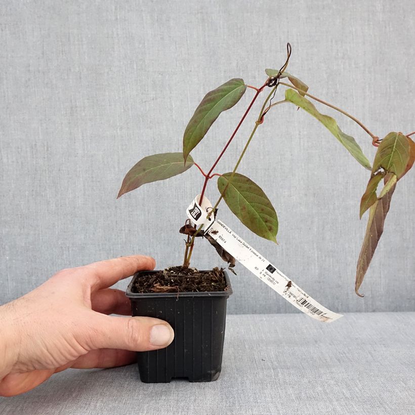 Mandevilla laxa - Gelsomino del Cile Vasetto da 8/9 cm esemplare consegnato in inverno