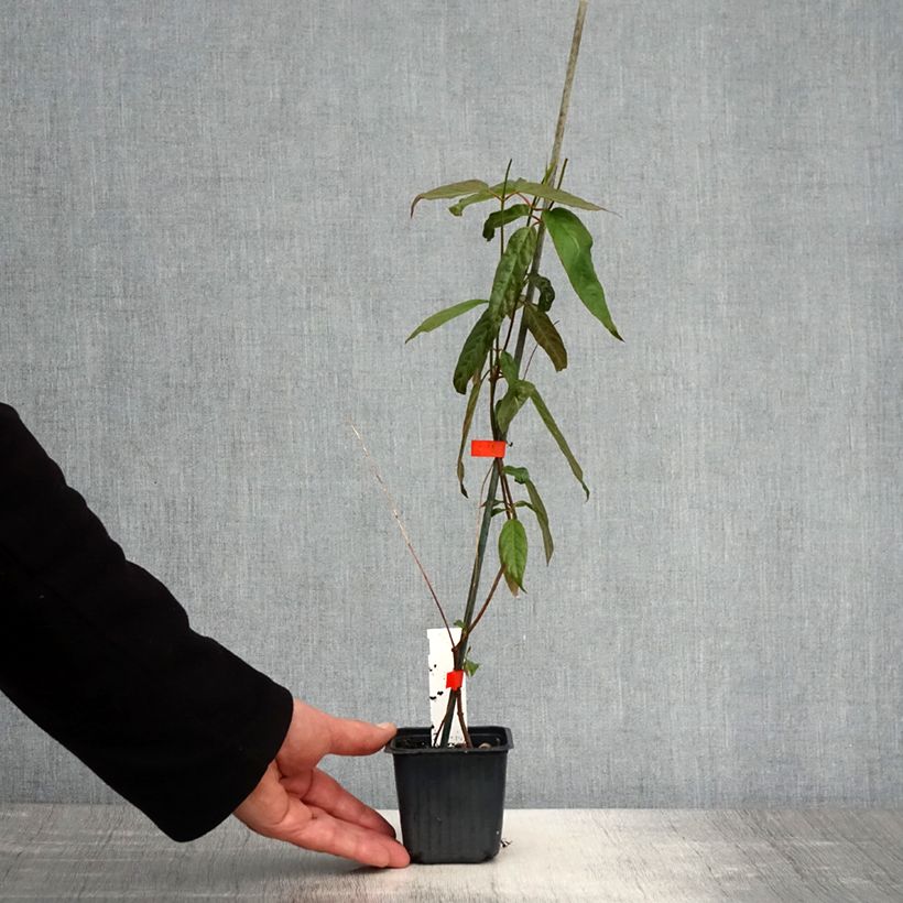 Mandevilla laxa - Gelsomino del Cile Vasetto da 8/9 cm esemplare consegnato in primavera