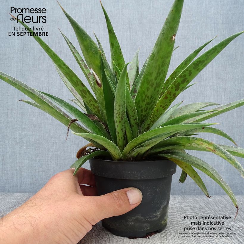 Esemplare di Mangave Pineapple Express Vaso da 1L/1,5L come consegnato in autunno
