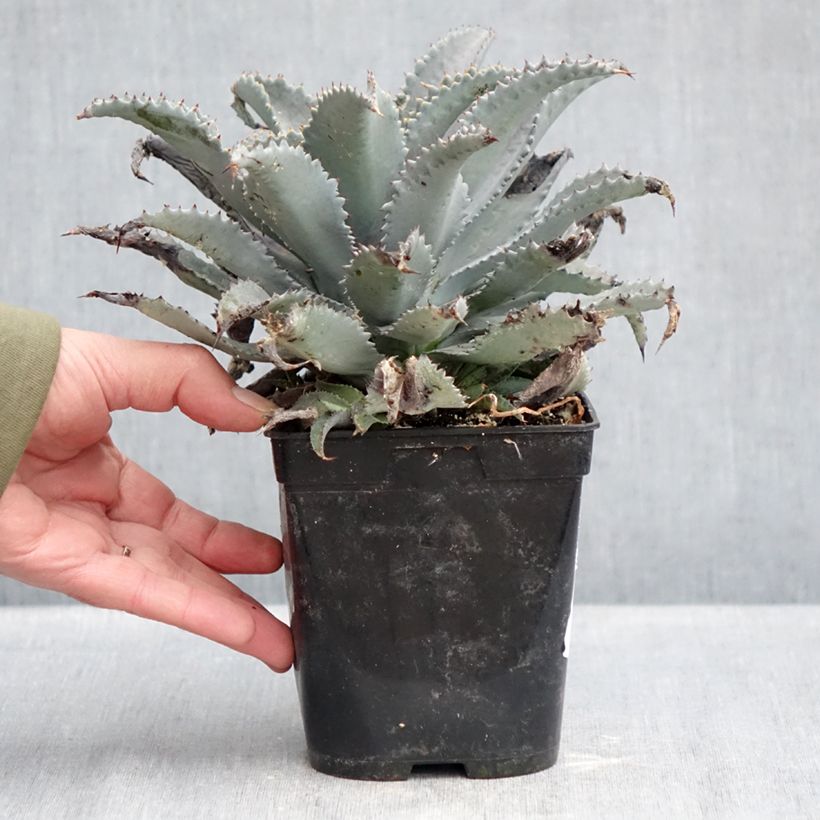 Mangave Silver Fox Vaso da 1L/1,5L esemplare consegnato in inverno