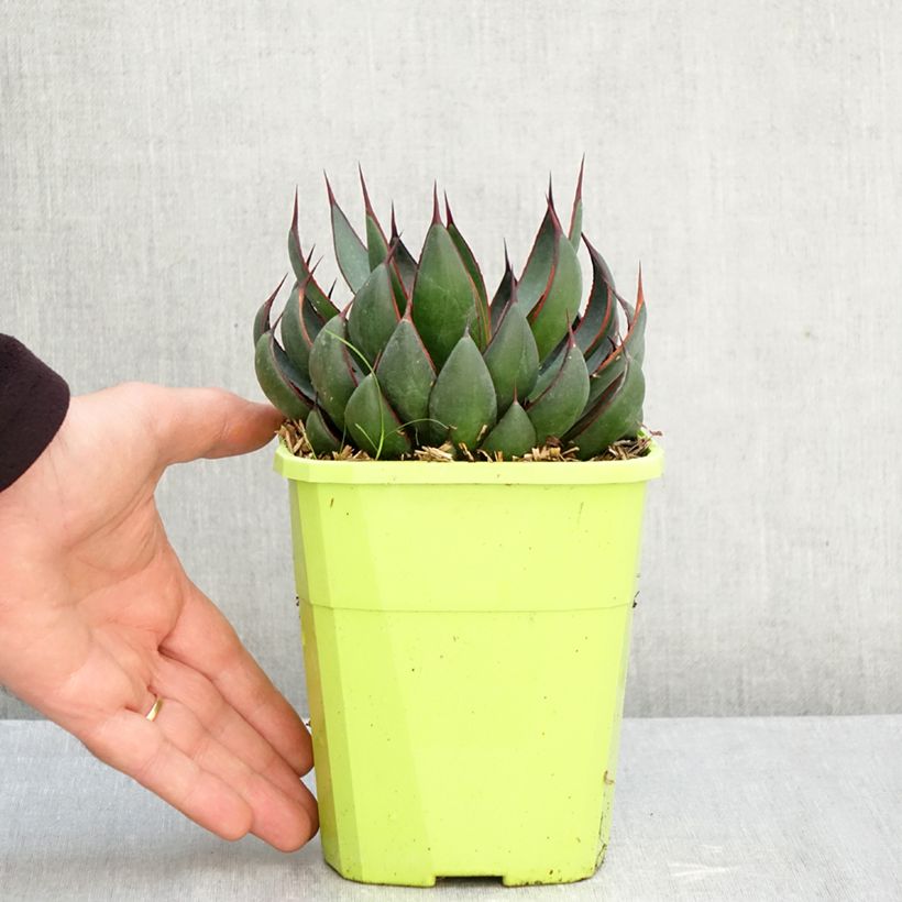 Esemplare di Mangave Praying Hands Vaso da 3L/4L come consegnato in autunno