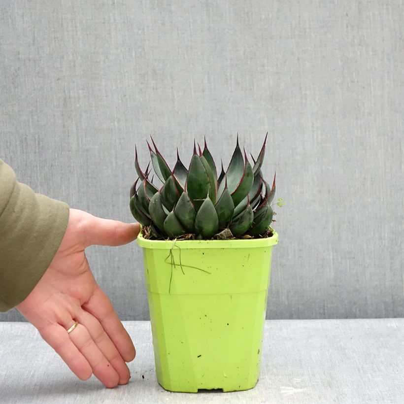 Mangave Praying Hands Vaso da 3L/4L esemplare consegnato in inverno