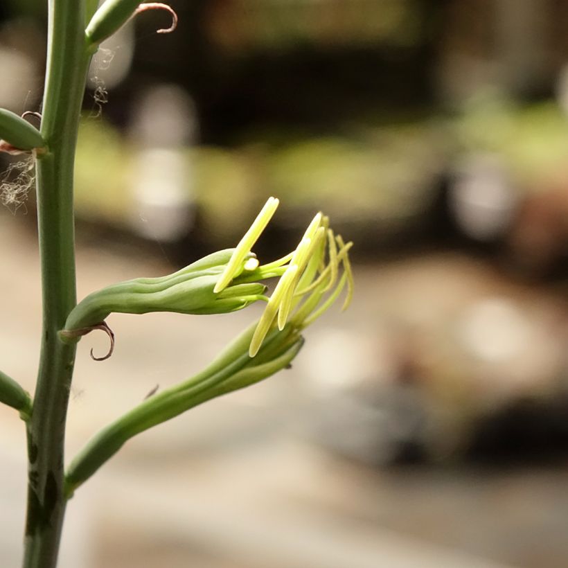 Agave undulata Purple passion (Fioritura)
