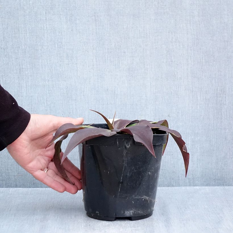 Esemplare di Agave undulata Purple passion Vaso da 3L/4L come consegnato in autunno