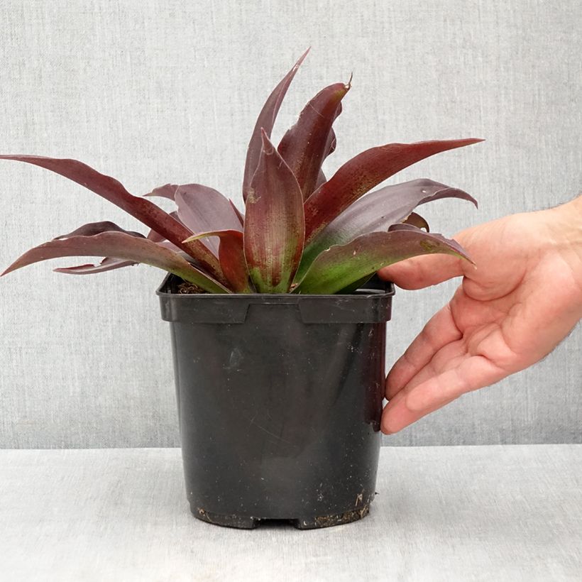 Esemplare di Agave undulata Purple passion Vaso da 3L/4L consegnato in estate