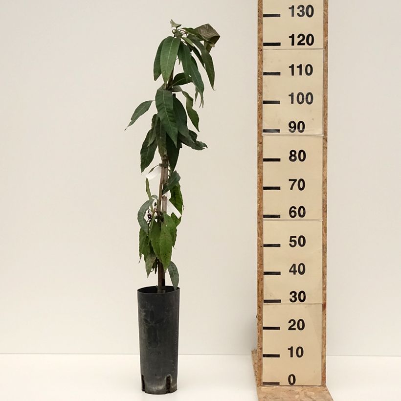 Mangifera indica - Mango Vaso da 6L/7L esemplare consegnato in inverno