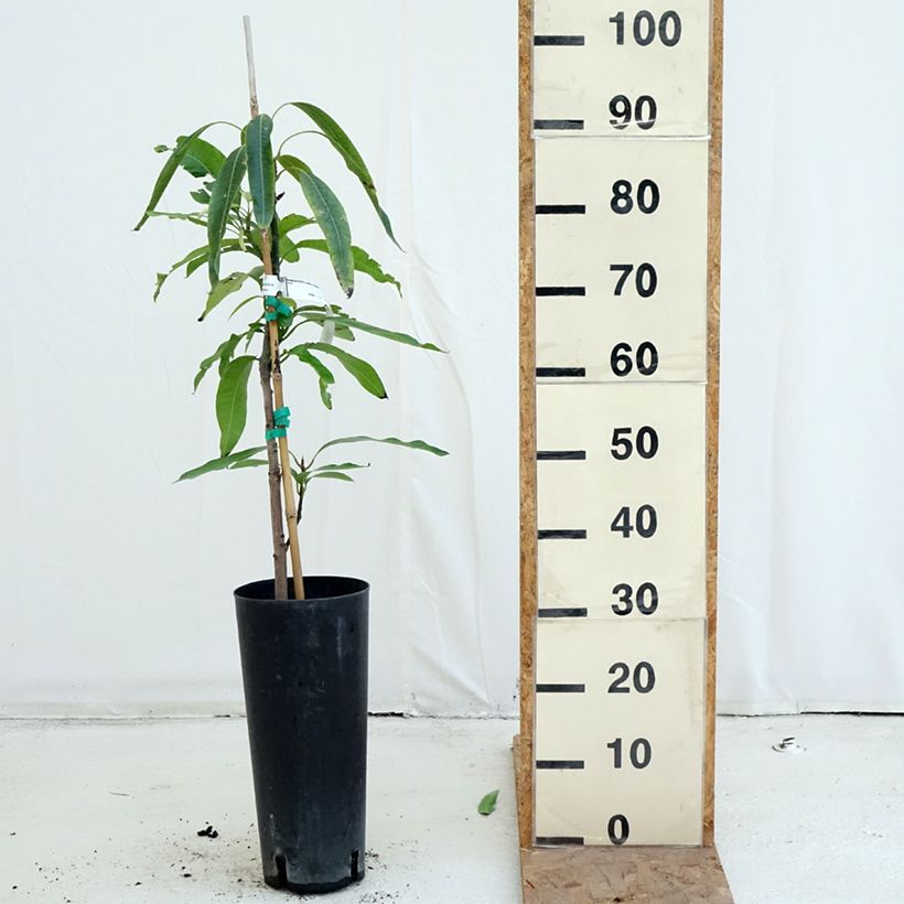 Esemplare di Mango Irwin - Mangifera indica Vaso da 6L/7L come consegnato in autunno