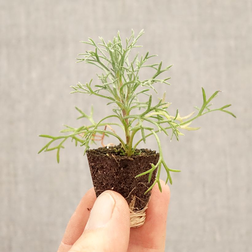 Rhodanthemum hosmariense Flirt mini zolla... esemplare consegnato in primavera