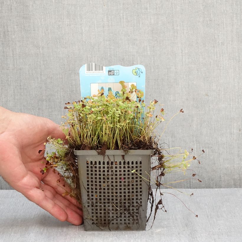 Esemplare di Marsilea quadrifolia - Trifoglio acquatico comune Vaso da 1L/1,5L come consegnato in autunno