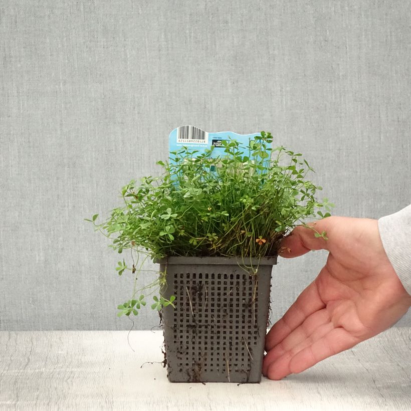 Esemplare di Marsilea quadrifolia - Trifoglio acquatico comune Vaso da 1L/1,5L consegnato in estate
