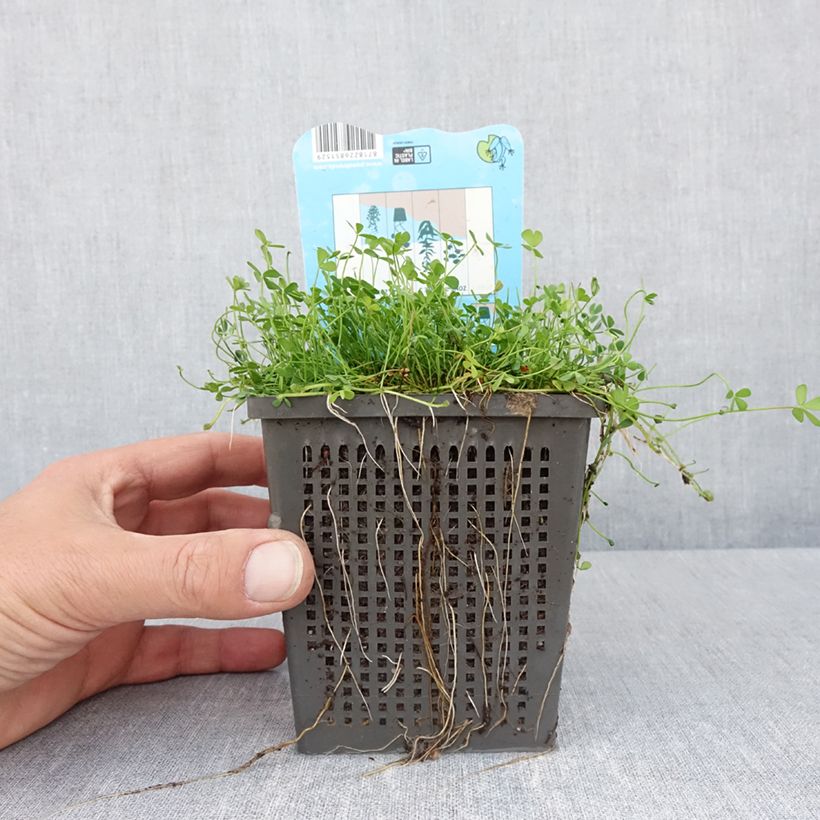 Marsilea quadrifolia - Trifoglio acquatico comune Vaso da 1L/1,5L esemplare consegnato in primavera