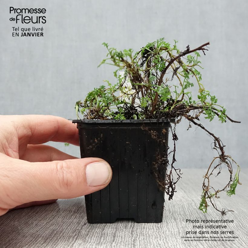 Matricaria tchihatchewii Vasetto da 8/9 cm esemplare consegnato in inverno