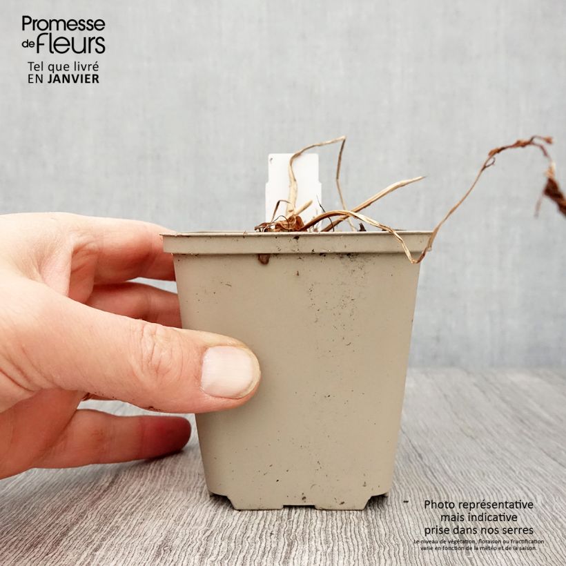 Matteuccia orientalis - Felce Penna di Struzzo Vasetto da 8/9 cm esemplare consegnato in inverno